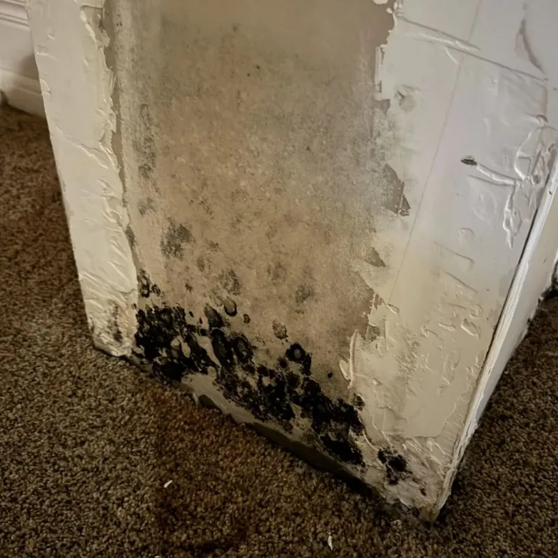 Professional Mold Removal in City of Portsmouth, VA